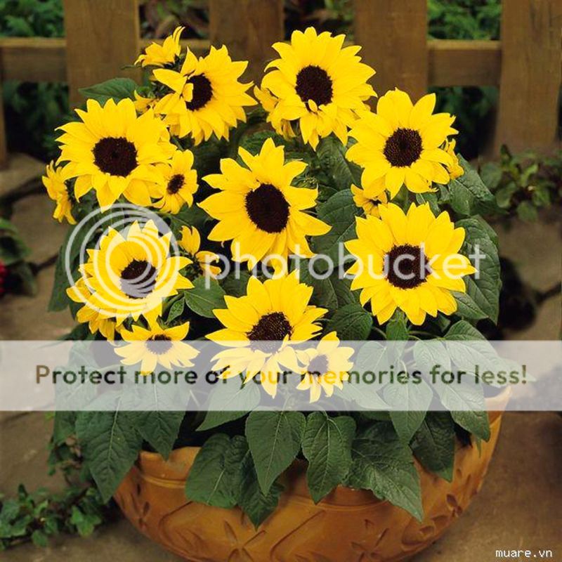 1 Pack 20 Mini Dwarf Sunflower Seeds For Home Garden Office